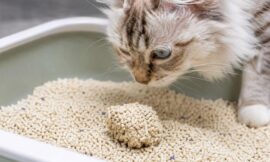 10 Best Super-Clumping Tofu Cat Litters for Odor Control (2026)