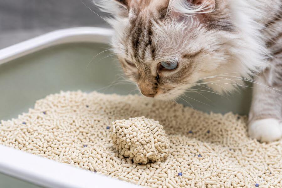 Read more about the article 10 Best Super-Clumping Tofu Cat Litters for Odor Control (2026)