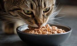 10 Best Wet Cat Foods That Vets Actually Recommend in 2026