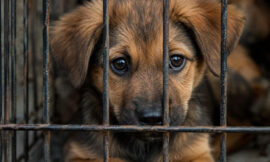 10 Biggest Red Flags to Watch for When Buying a Pet from a Breeder