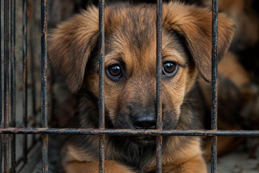 Read more about the article 10 Biggest Red Flags to Watch for When Buying a Pet from a Breeder