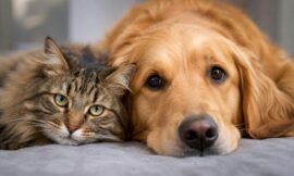 10 Most Affordable Vet Insurance Plans for Dogs and Cats in 2026