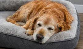 10 Most Comfortable Orthopedic Memory Foam Beds for Senior Dogs