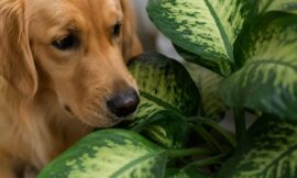 10 Most Common Poisonous Plants That Are Deadly to Pets