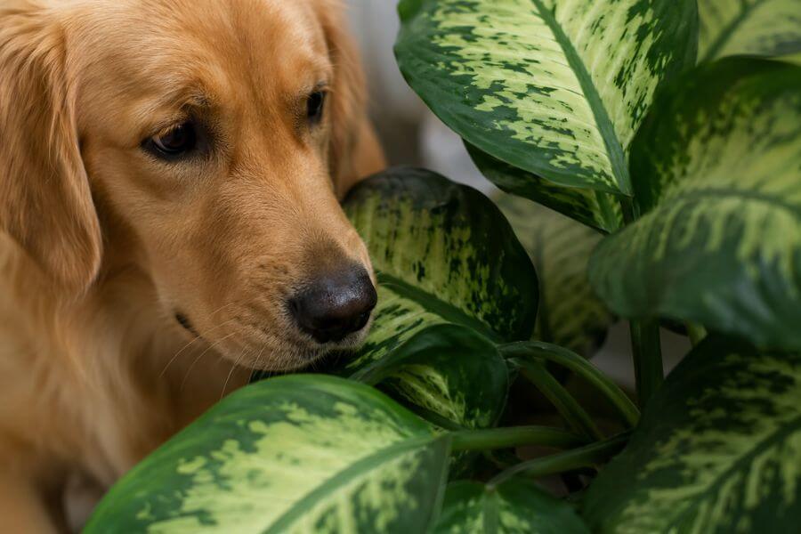Read more about the article 10 Most Common Poisonous Plants That Are Deadly to Pets