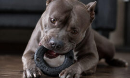 10 Most Durable Chew Toys for Aggressive Pit Bull Super-Chewers
