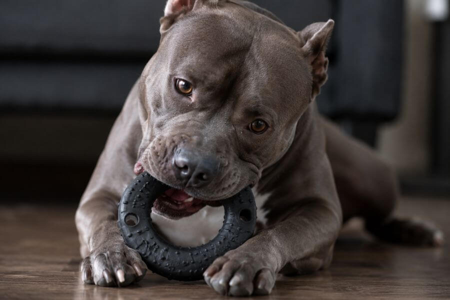 Read more about the article 10 Most Durable Chew Toys for Aggressive Pit Bull Super-Chewers