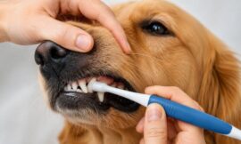 10 Most Effective Enzymatic Toothpastes and Dental Kits for Dogs