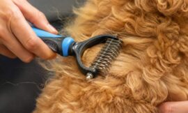 10 Most Ergonomic Dematting Rakes for Golden Retrievers and Poodles