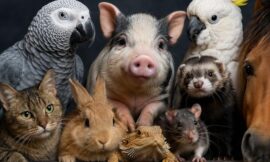 10 Most Intelligent Non-Dog Pets That Can Learn Tricks