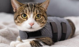 10 Most Soothing Anxiety Wraps and Thundershirts for Cats