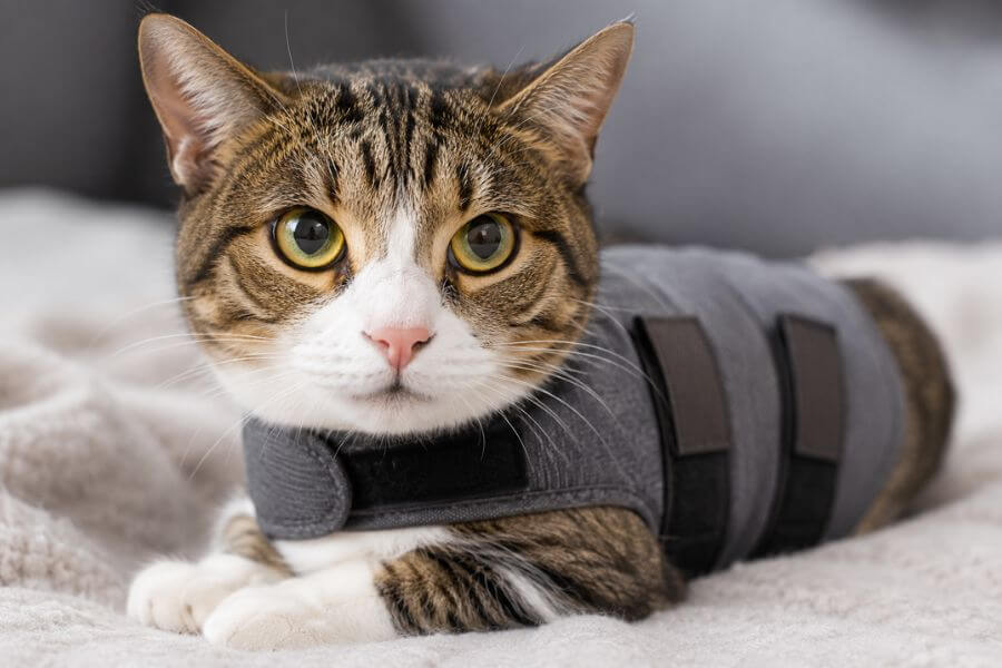 10 Most Soothing Anxiety Wraps and Thundershirts for Cats pawpaw10