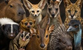 10 Most Surprising Animals That Are Legal to Own as Pets in the US