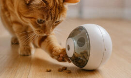 10 Smartest Interactive Treat Dispensers for Bored Indoor Cats (2026)