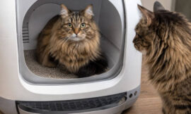 11 Best Smart Self-Cleaning Litter Boxes for Multi-Cat Homes (2026)