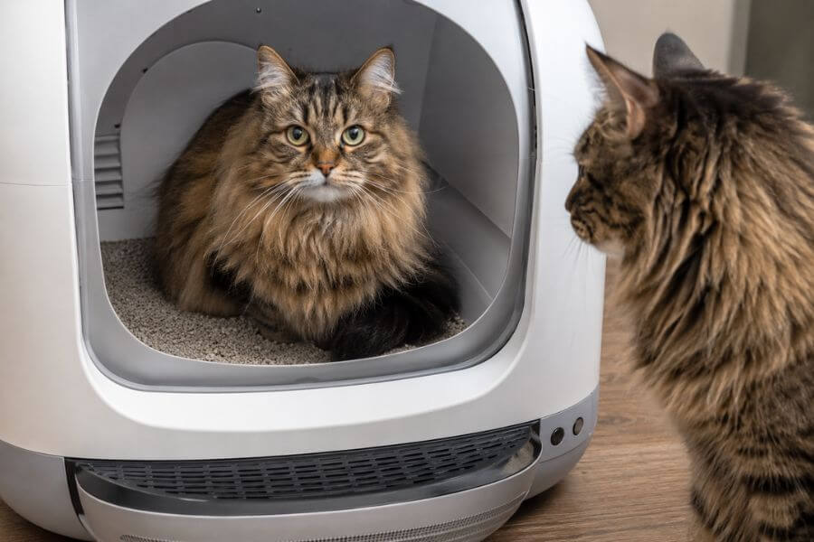 11 Best Smart Self-Cleaning Litter Boxes for Multi-Cat Homes (2026) pawpaw10
