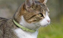 11 Most Effective Organic Flea and Tick Collars for Outdoor Cats