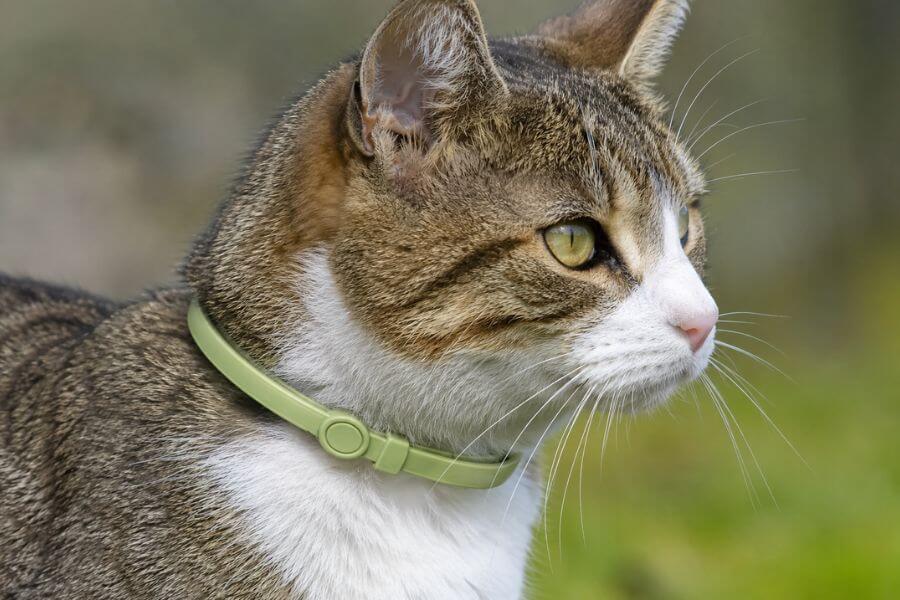 11 Most Effective Organic Flea and Tick Collars for Outdoor Cats pawpaw10