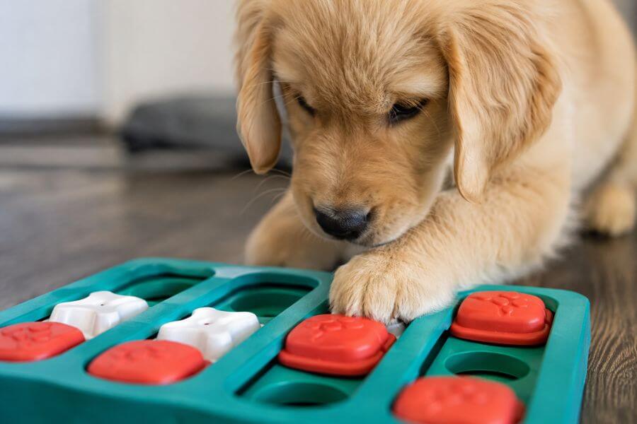 14 Smartest Interactive Puzzle Toys for High-Energy Puppies (2026) pawpaw10