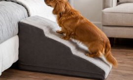 7 Best Orthopedic Foam Dog Ramps for High Beds and Couch Access