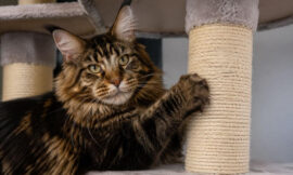 7 Biggest Extra-Large Scratching Posts and Trees for Maine Coon Cats (2026)