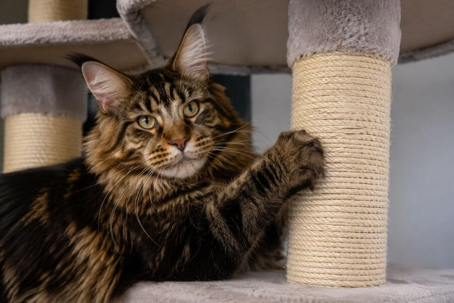 Read more about the article 7 Biggest Extra-Large Scratching Posts and Trees for Maine Coon Cats (2026)