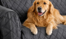 8 Best Heavy-Duty Couch Covers for Long-Haired Dog Breeds