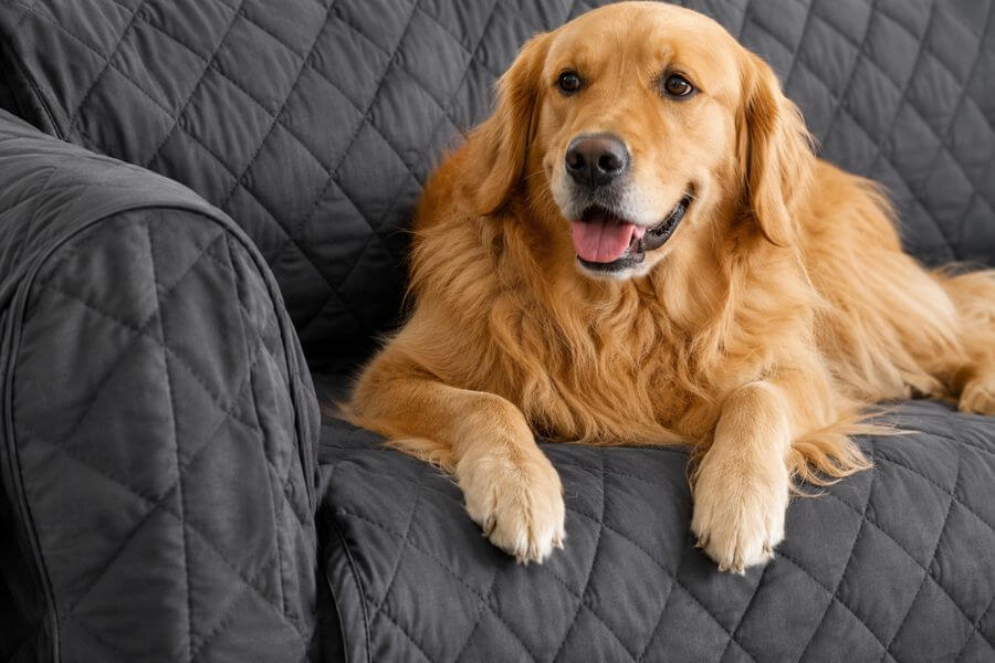 Read more about the article 8 Best Heavy-Duty Couch Covers for Long-Haired Dog Breeds