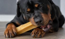 9 Best Long-Lasting Natural Yak Cheese Chews for Aggressive Chewers