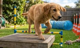 Agility Training for Beginners: How to Build a Home Course