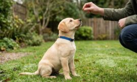 5 Basic Obedience Commands Every Labrador Puppy Should Learn First