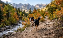 10 Best Off-Leash Hiking Trails in the US for Adventurous Dogs (2026)
