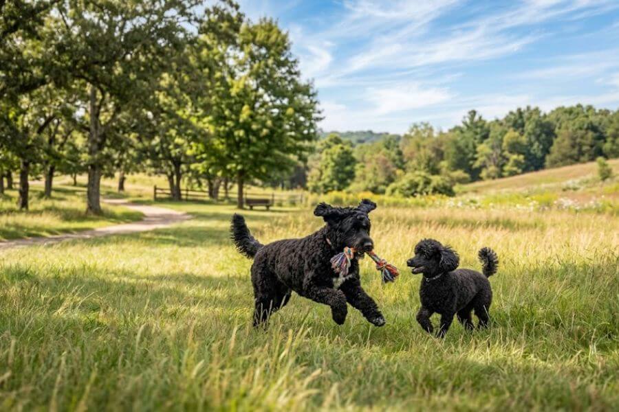 Read more about the article 10 Best Hypoallergenic Dog Breeds for Severe Allergy Sufferers (2026)
