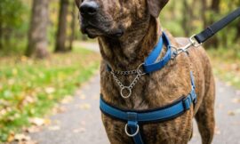 Best Training Collars for Large Dogs That Pull