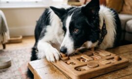 Brain Training for Dogs: 5 Fun Games for Intelligent Breeds
