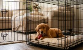 6 Biggest Mistakes Owners Make When Crate Training a Golden Retriever