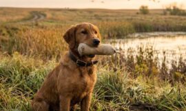How to Train a Hunting Dog: Basic Retriever Gun Dog Training