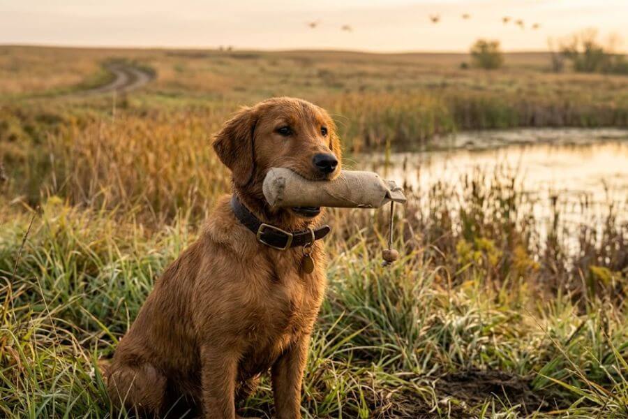 Read more about the article How to Train a Hunting Dog: Basic Retriever Gun Dog Training