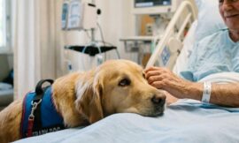 How to Train Your Dog to Be a Therapy Dog for Hospitals