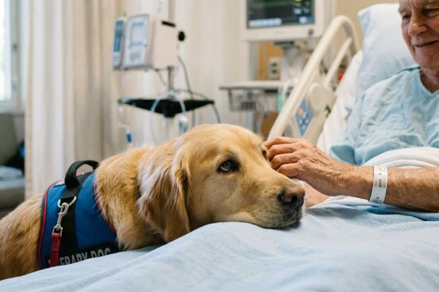 Read more about the article How to Train Your Dog to Be a Therapy Dog for Hospitals
