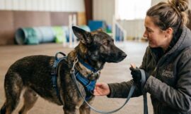 Is a Board and Train Program Worth It for Aggressive Dogs