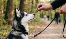 Leash Training a Husky: How to Make Them Stop Pulling