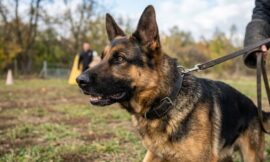 Personal Protection Dog Training Basics for Guard Breeds