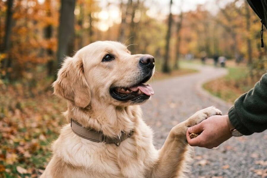Read more about the article Positive Reinforcement vs Balanced Dog Training: What Science Says