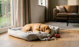 15 Smartest Ways to Reduce Separation Anxiety in Puppies