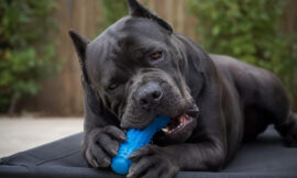 8 Best Chew Toys for Extreme Cane Corso Power Chewers