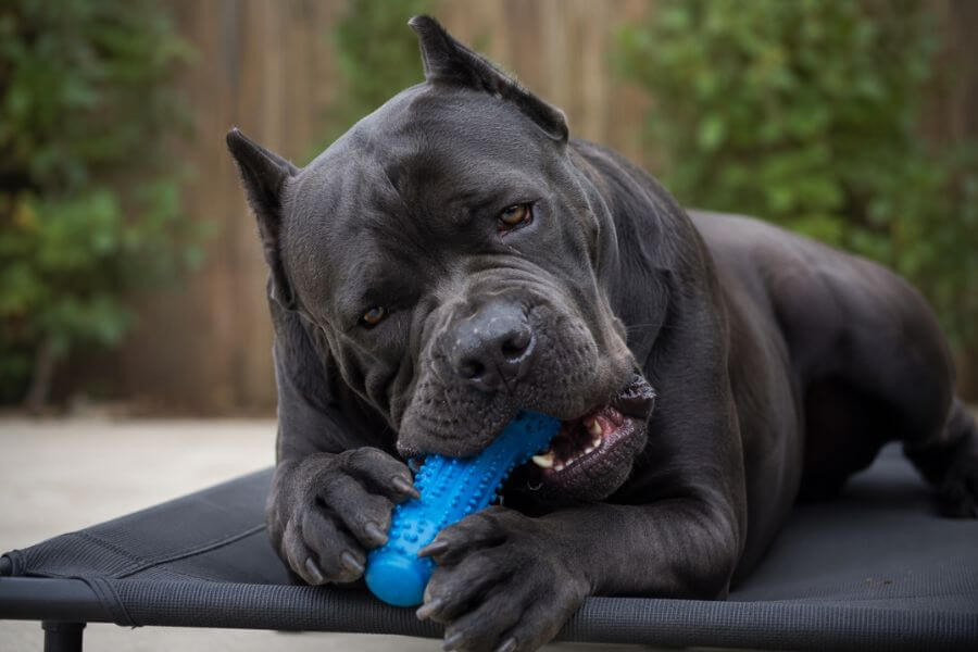 Read more about the article 8 Best Chew Toys for Extreme Cane Corso Power Chewers