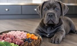 5 Best High-Protein Diets for Cane Corso Puppies
