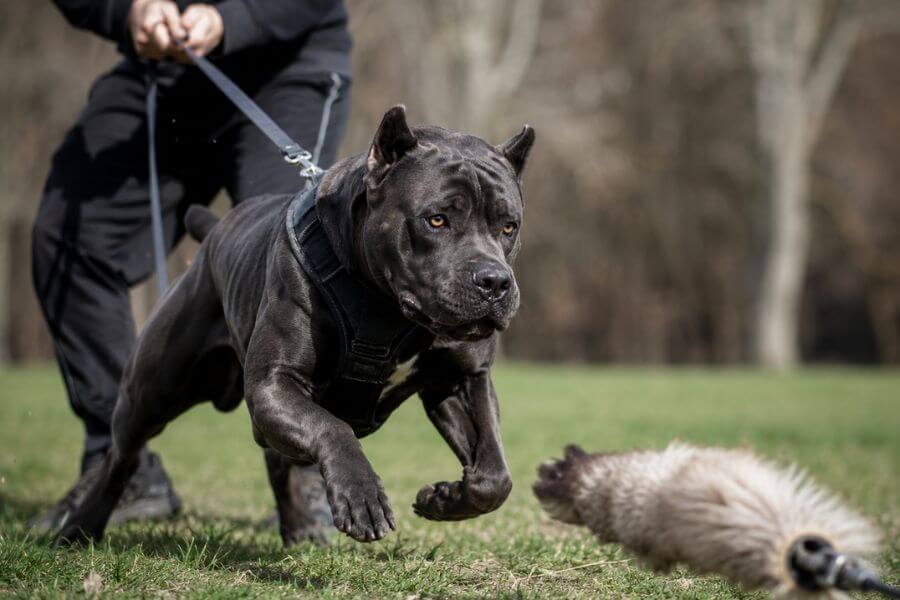 Read more about the article 10 Best Strategies to Manage a Cane Corso High Prey Drive