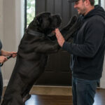 5 Best Training Methods to Stop a Cane Corso From Jumping on Guests